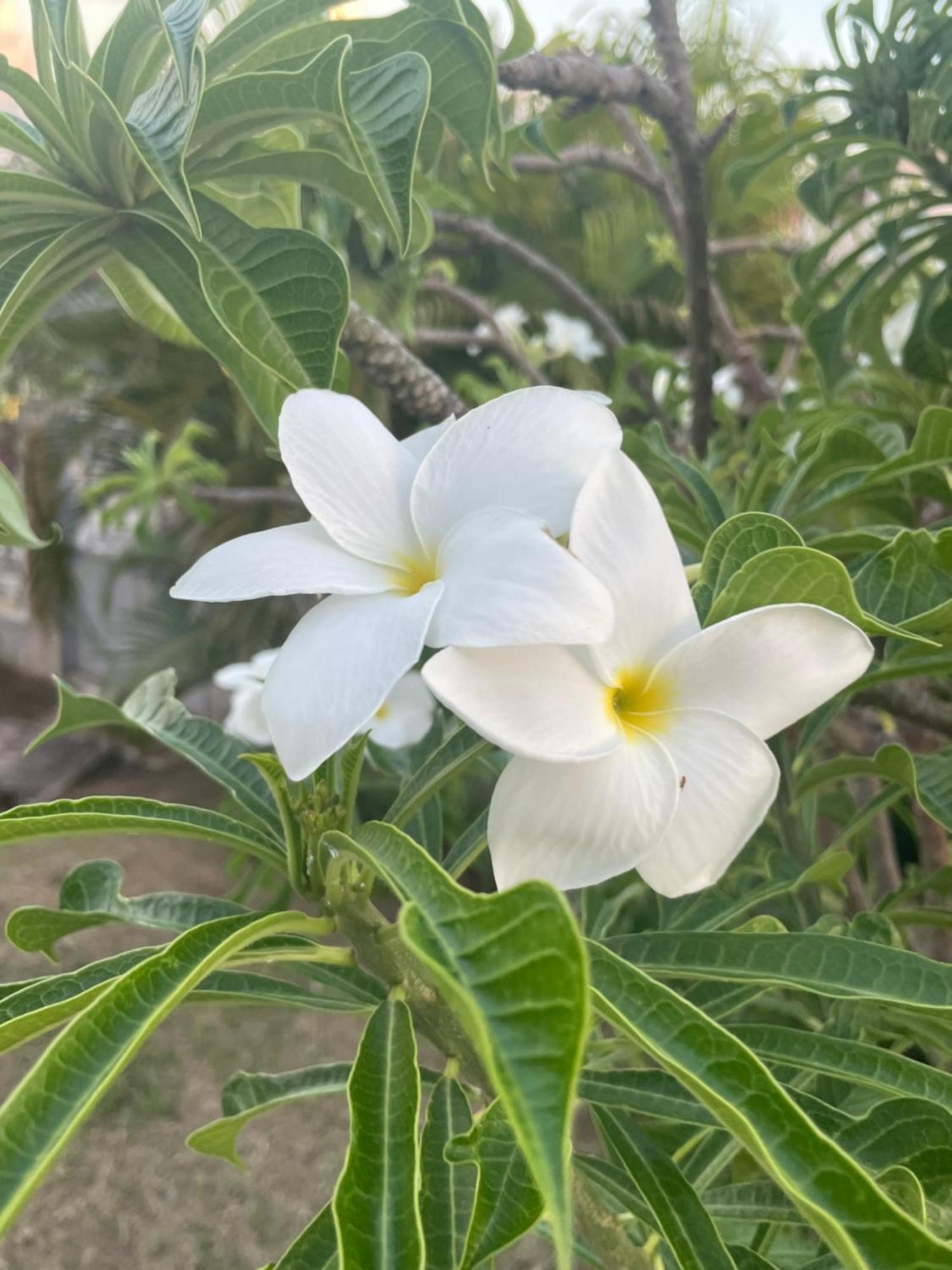 Villa Caraibes Sainte-Luce Eksteriør billede